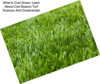 What Is Cool Grass: Learn About Cool Season Turf Grasses And Ornamentals