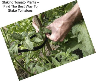 Staking Tomato Plants – Find The Best Way To Stake Tomatoes