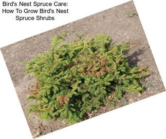 Bird\'s Nest Spruce Care: How To Grow Bird\'s Nest Spruce Shrubs