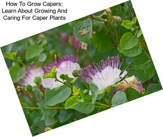 How To Grow Capers: Learn About Growing And Caring For Caper Plants