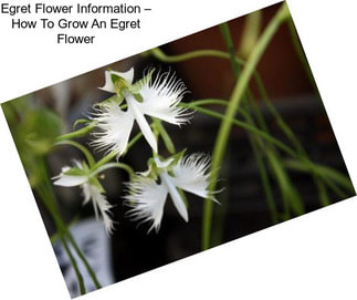 Egret Flower Information – How To Grow An Egret Flower