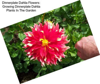 Dinnerplate Dahlia Flowers: Growing Dinnerplate Dahlia Plants In The Garden