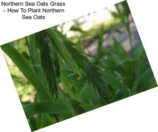 Northern Sea Oats Grass – How To Plant Northern Sea Oats