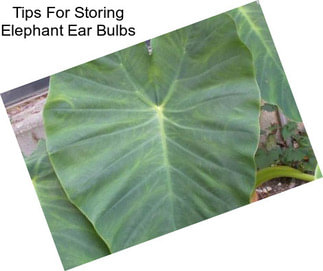 Tips For Storing Elephant Ear Bulbs