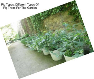 Fig Types: Different Types Of Fig Trees For The Garden