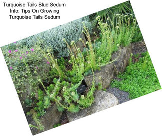 Turquoise Tails Blue Sedum Info: Tips On Growing Turquoise Tails Sedum