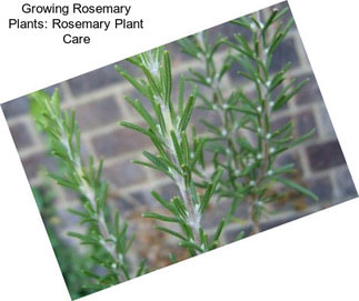 Growing Rosemary Plants: Rosemary Plant Care