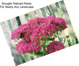 Drought-Tolerant Plants For Nearly Any Landscape