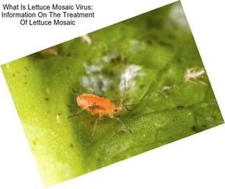 What Is Lettuce Mosaic Virus: Information On The Treatment Of Lettuce Mosaic