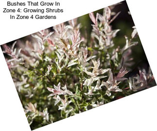 Bushes That Grow In Zone 4: Growing Shrubs In Zone 4 Gardens