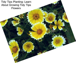 Tidy Tips Planting: Learn About Growing Tidy Tips Flowers