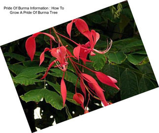 Pride Of Burma Information : How To Grow A Pride Of Burma Tree