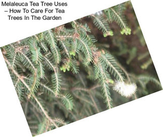 Melaleuca Tea Tree Uses – How To Care For Tea Trees In The Garden