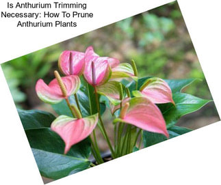 Is Anthurium Trimming Necessary: How To Prune Anthurium Plants