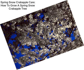 Spring Snow Crabapple Care: How To Grow A Spring Snow Crabapple Tree