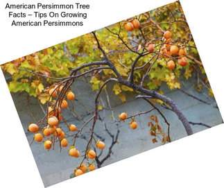 American Persimmon Tree Facts – Tips On Growing American Persimmons