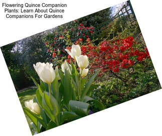 Flowering Quince Companion Plants: Learn About Quince Companions For Gardens