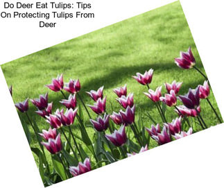 Do Deer Eat Tulips: Tips On Protecting Tulips From Deer