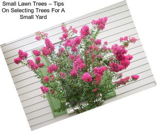 Small Lawn Trees – Tips On Selecting Trees For A Small Yard