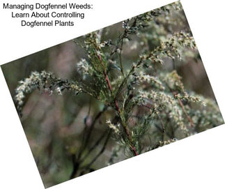 Managing Dogfennel Weeds: Learn About Controlling Dogfennel Plants