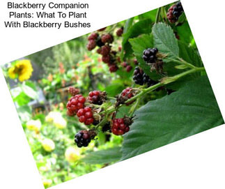 Blackberry Companion Plants: What To Plant With Blackberry Bushes