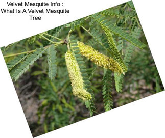 Velvet Mesquite Info : What Is A Velvet Mesquite Tree