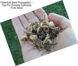 Calendula Seed Propagation – Tips For Growing Calendula From Seed