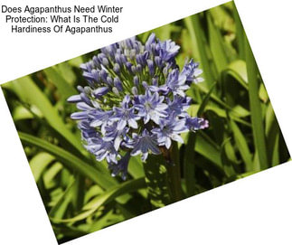 Does Agapanthus Need Winter Protection: What Is The Cold Hardiness Of Agapanthus