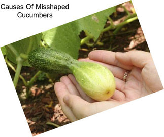 Causes Of Misshaped Cucumbers