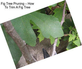 Fig Tree Pruning – How To Trim A Fig Tree