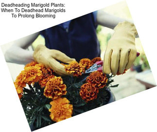 Deadheading Marigold Plants: When To Deadhead Marigolds To Prolong Blooming