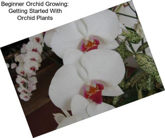 Beginner Orchid Growing: Getting Started With Orchid Plants