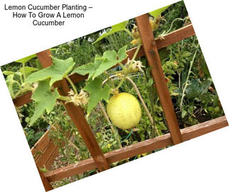 Lemon Cucumber Planting – How To Grow A Lemon Cucumber