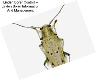 Linden Borer Control – Linden Borer Information And Management