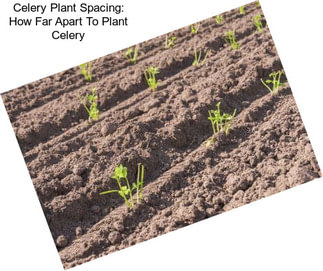 Celery Plant Spacing: How Far Apart To Plant Celery