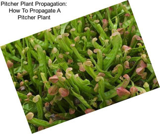 Pitcher Plant Propagation:  How To Propagate A Pitcher Plant