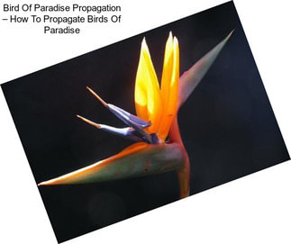 Bird Of Paradise Propagation – How To Propagate Birds Of Paradise