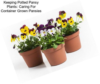 Keeping Potted Pansy Plants: Caring For Container Grown Pansies