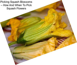 Picking Squash Blossoms – How And When To Pick Squash Flowers