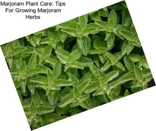 Marjoram Plant Care: Tips For Growing Marjoram Herbs