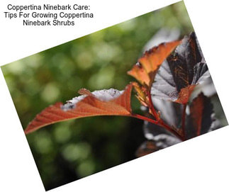 Coppertina Ninebark Care: Tips For Growing Coppertina Ninebark Shrubs