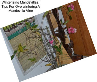 Winterizing Mandevillas: Tips For Overwintering A Mandevilla Vine