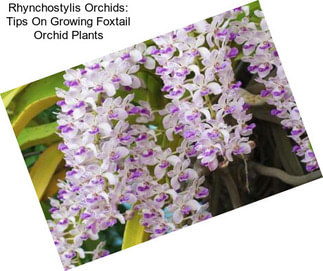 Rhynchostylis Orchids: Tips On Growing Foxtail Orchid Plants