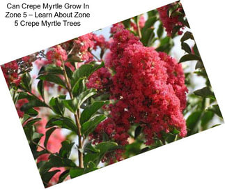 Can Crepe Myrtle Grow In Zone 5 – Learn About Zone 5 Crepe Myrtle Trees