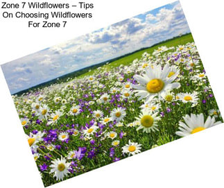 Zone 7 Wildflowers – Tips On Choosing Wildflowers For Zone 7