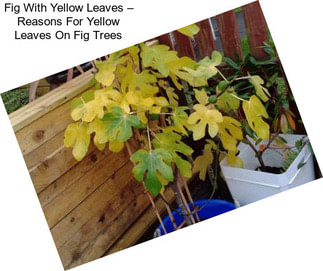 Fig With Yellow Leaves – Reasons For Yellow Leaves On Fig Trees