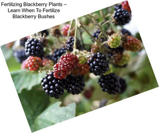 Fertilizing Blackberry Plants – Learn When To Fertilize Blackberry Bushes