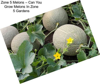 Zone 5 Melons – Can You Grow Melons In Zone 5 Gardens