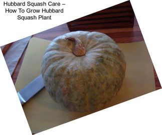 Hubbard Squash Care – How To Grow Hubbard Squash Plant