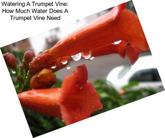 Watering A Trumpet Vine: How Much Water Does A Trumpet Vine Need